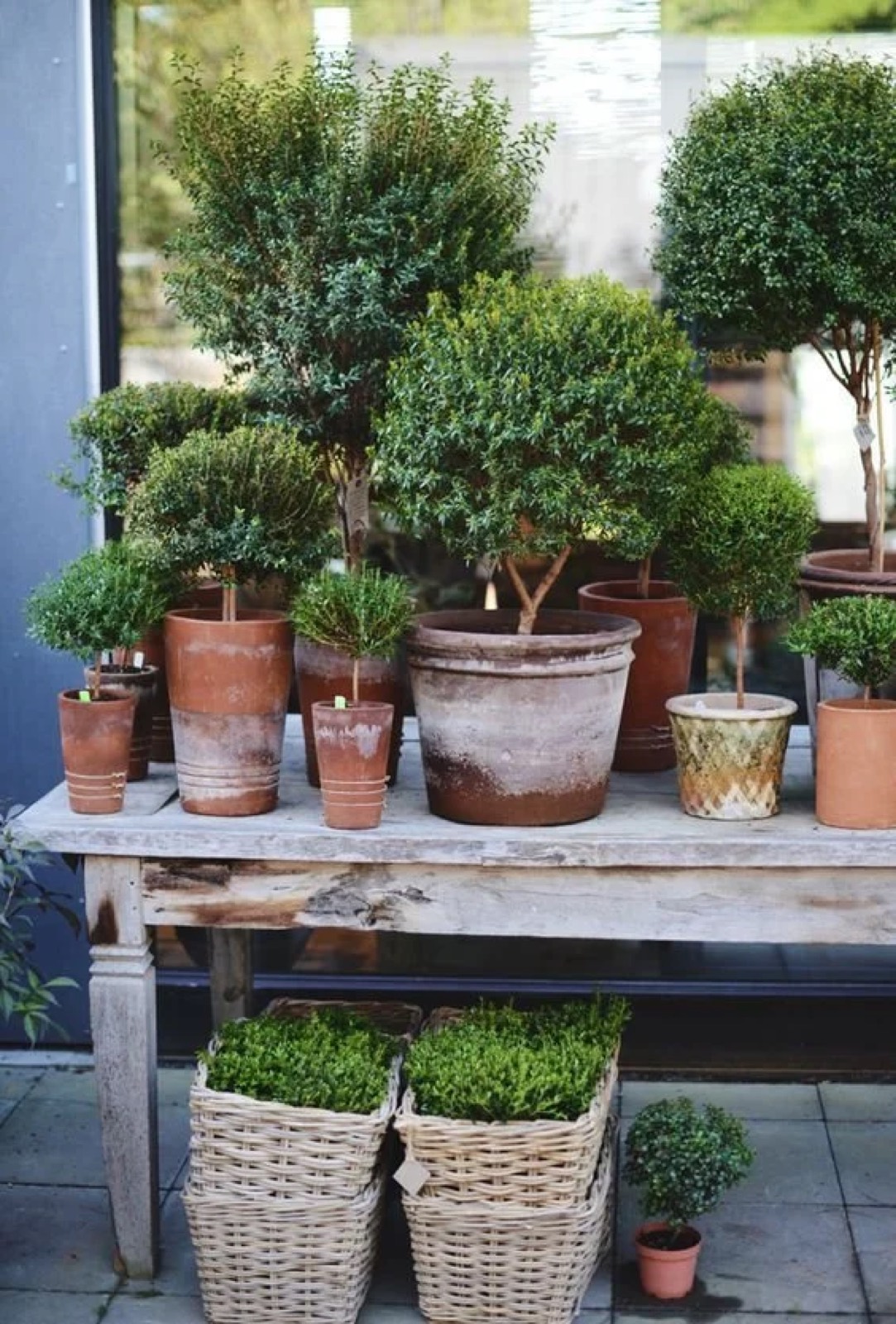 Topiaries in terracotta pots and baskets of greenery at the STELLAN storefront