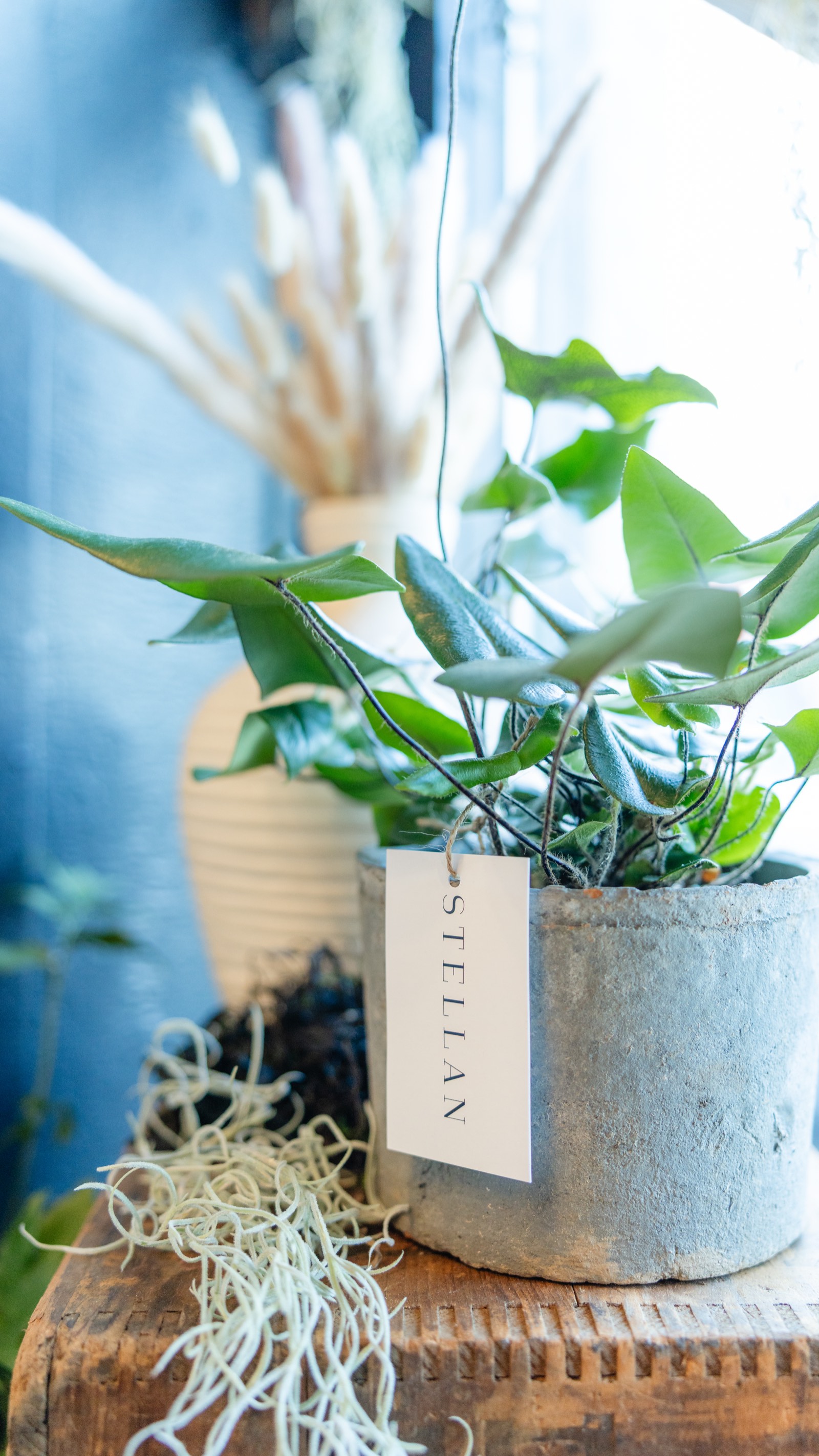 A potted plant with a STELLAN tag